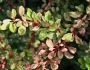 Berberis thunbergii image