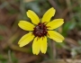 Berlandiera lyrata image