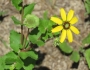 Berlandiera pumila image