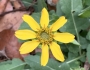 Berlandiera subacaulis image