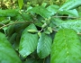 Betula alleghaniensis image