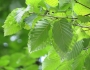 Betula grossa image
