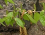Betula lenta image