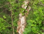 Betula nigra image