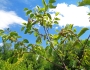 Betula occidentalis image