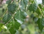Betula papyrifera image