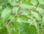 Betula platyphylla image