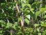Betula populifolia image