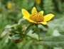 Bidens cernua image