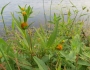 Bidens connata image