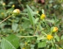 Bidens discoidea image