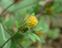 Bidens frondosa image