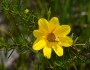 Bidens mitis image