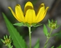 Bidens polylepis image