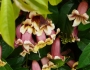 Bignonia capreolata image