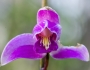 Bletia purpurea image