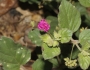 Boerhavia diffusa image