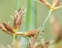 Bolboschoenus fluviatilis image