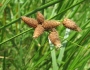 Bolboschoenus robustus image