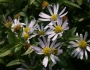 Boltonia asteroides image