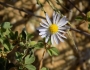 Boltonia diffusa image