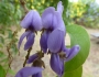 Bolusanthus speciosus image