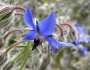 Borago officinalis image