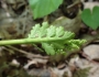 Botrychium matricariifolium image