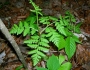 Botrypus virginianus image