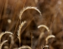 Bouteloua gracilis image