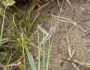 Bouteloua hirsuta image