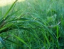 Brachypodium pinnatum image