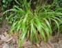 Brachypodium sylvaticum image