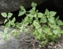 Brickellia californica image