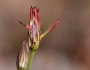 Brickellia coulteri image