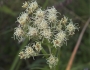 Brickellia eupatorioides image