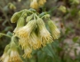 Brickellia grandiflora image