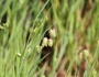 Briza maxima image
