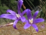 Brodiaea coronaria image