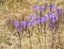 Brodiaea elegans image