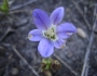 Brodiaea jolonensis image