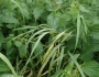 Bromus carinatus image