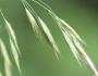 Bromus ciliatus image