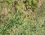 Bromus inermis image