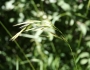 Bromus laevipes image