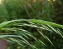 Bromus latiglumis image