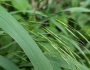 Bromus pubescens image