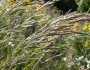 Bromus sitchensis image