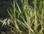 Bromus tectorum image