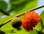 Broussonetia papyrifera image